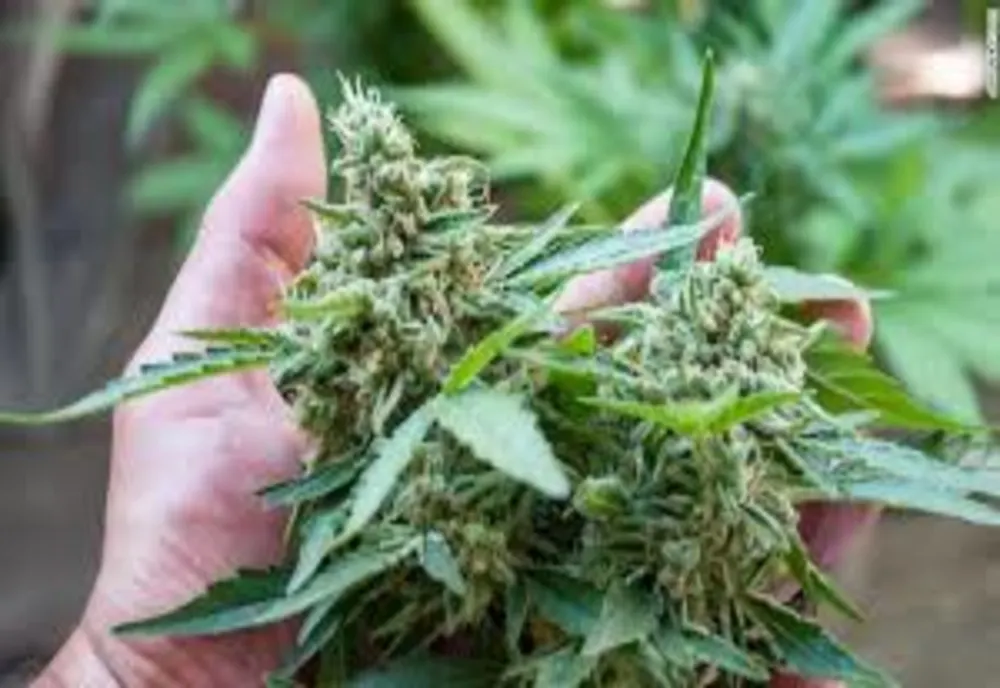 IPJ Brăila - recoltă de cannabis săltată de polițiști
