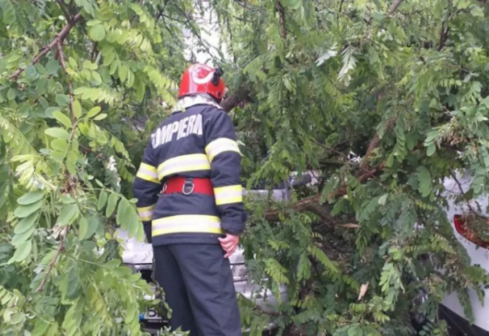 Copac căzut peste două autoturisme aflate în parcarea blocului