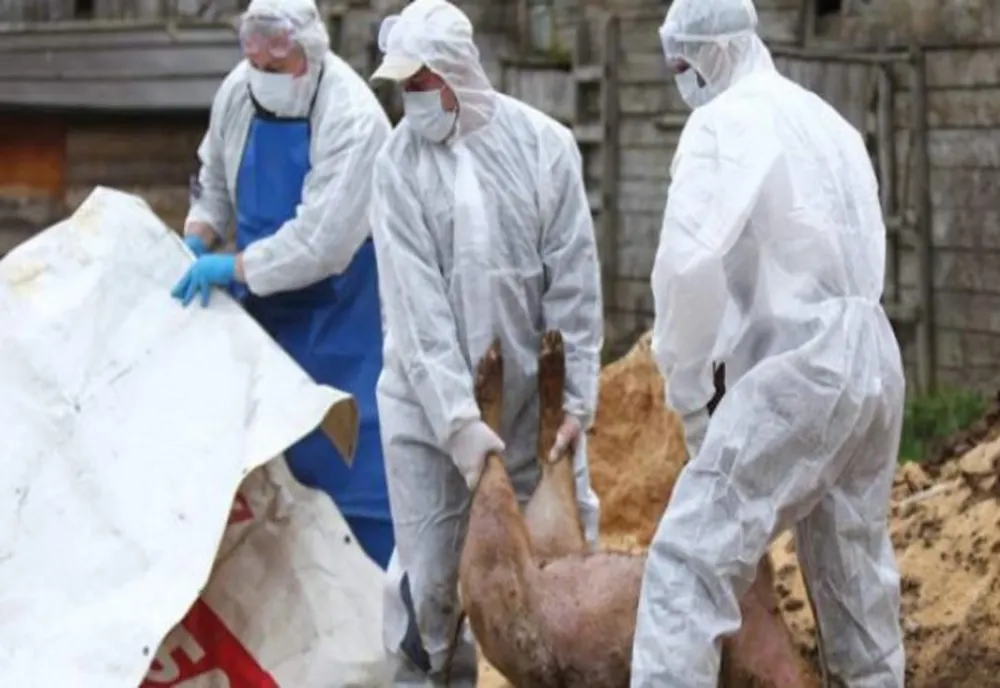 Pesta Porcină Africană se extinde și în județul Brăila