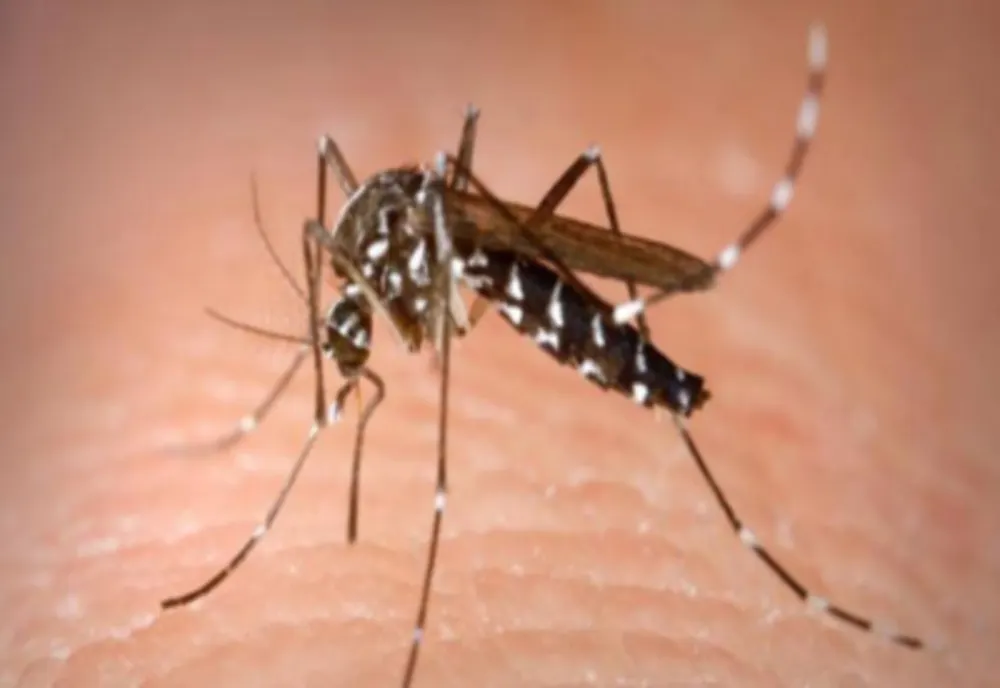 Două cazuri de infectări cu virusul West Nile confirmate în județul Brăila