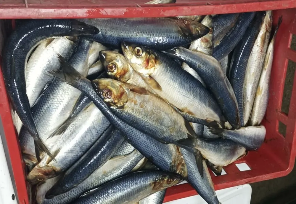O gălățeancă intenționa să vândă la Brăila pește ținut în portbagajul mașinii timp de 24 de ore