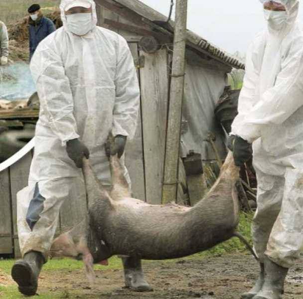 Șase focare de pestă porcină în comuna Jirlău