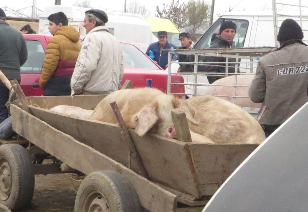 Sărbătorile de iarnă duc la creșterea furturilor de animale domestice