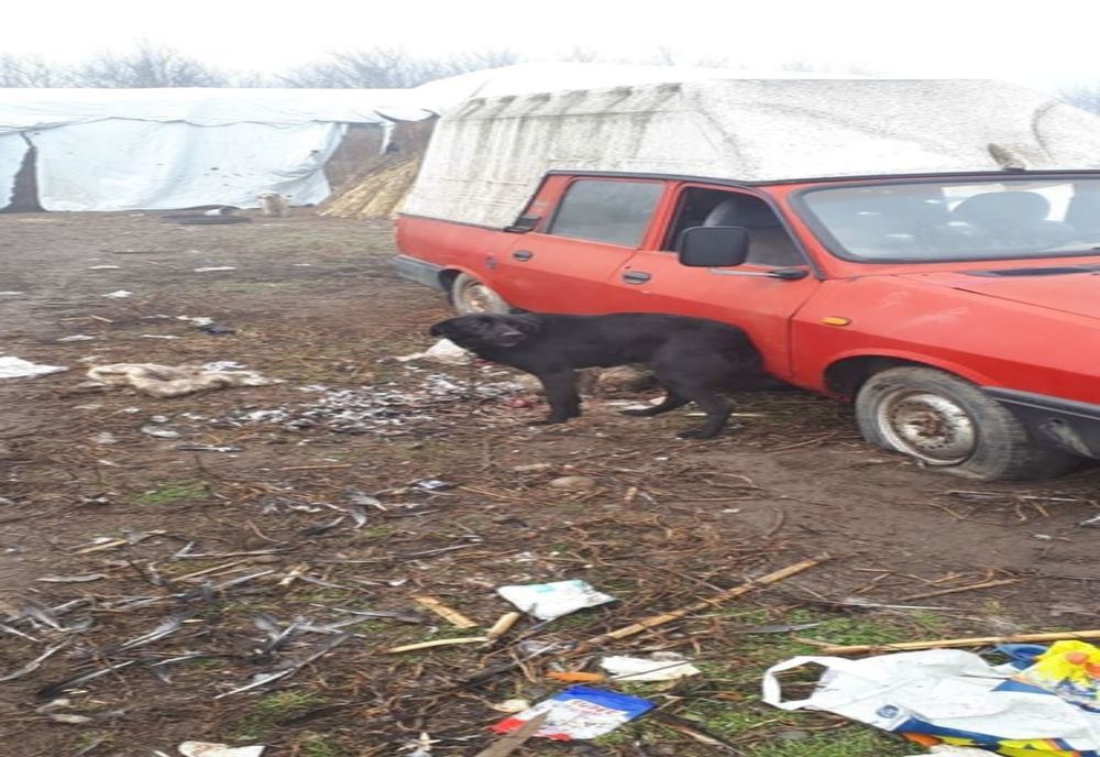 Un bărbat din Victoria a mâncat-o pe Emilia și a dat resturile la câine