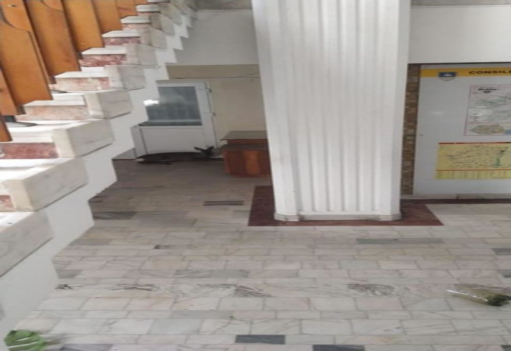 O căprioară speriată s-a refugiat în sediul Prefecturii Brăila