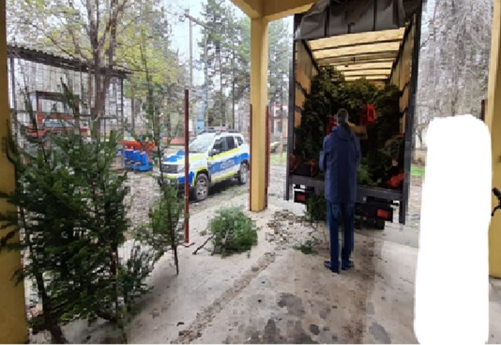 Amendată cu 6000 de lei pentru expunea spre comercializare pomi de Crăciun, fără a deține documentele legale