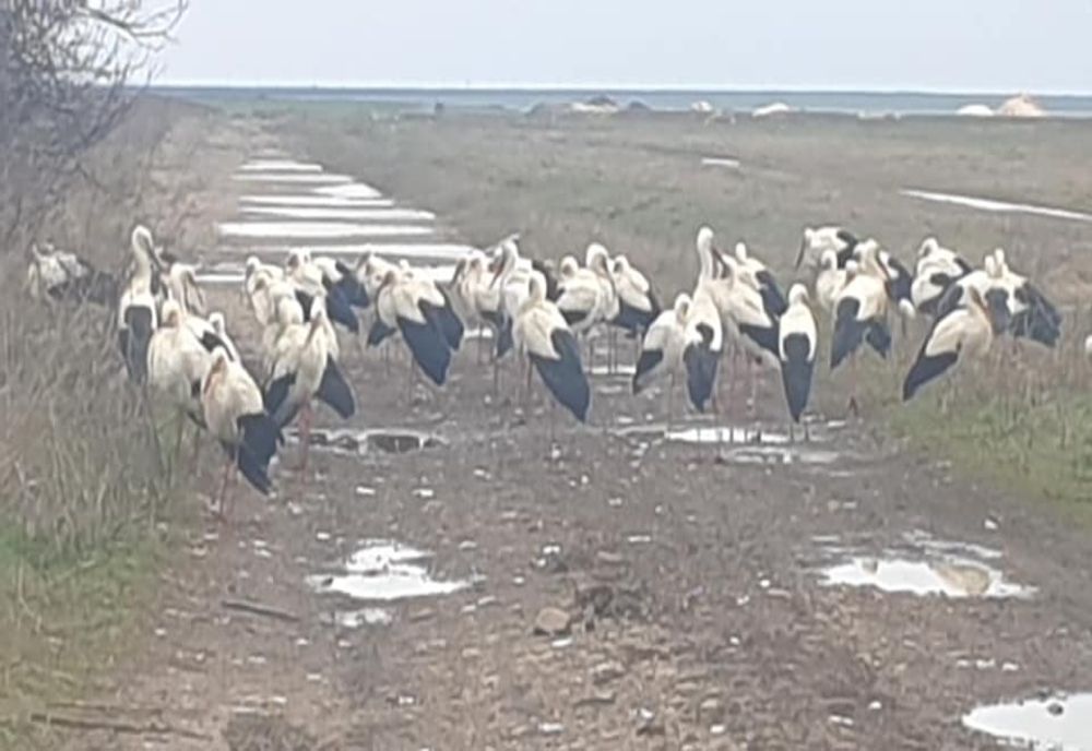 Berze înfometate și obosite au poposit în zona Plopu