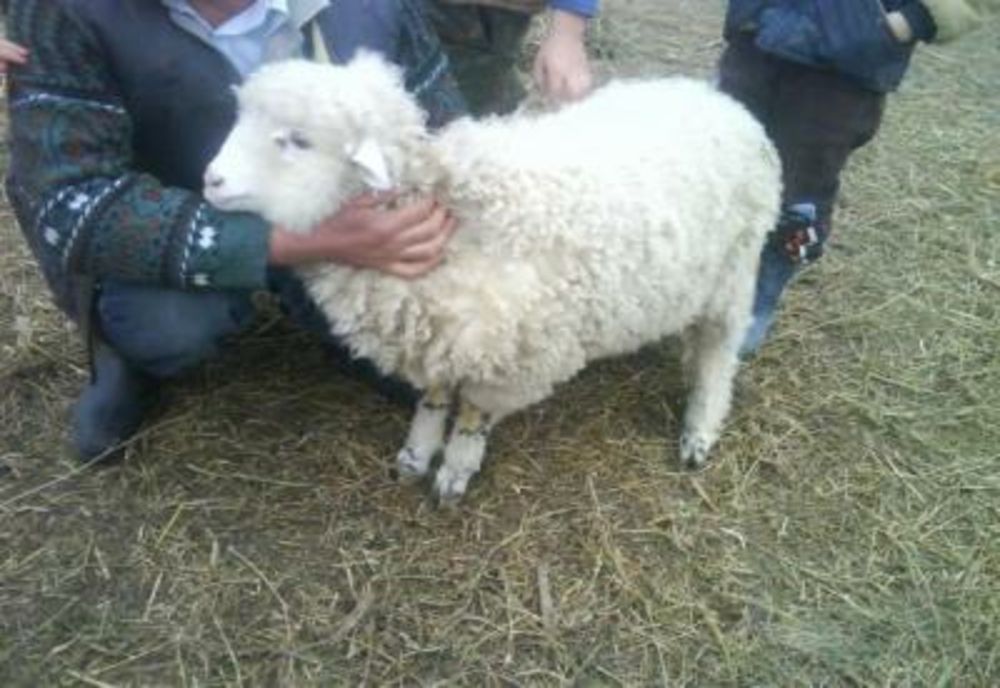 Trei bărbați au furat opt miei și trei câini ciobănești din curtea unui bărbat din comuna Vișani