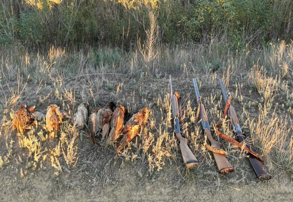 Surprinși de jandarmi la vânătoare de fazani ilegală