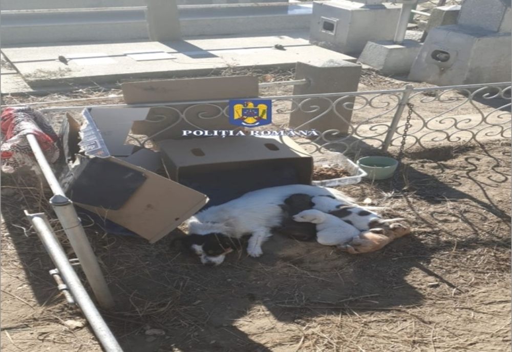Cățelușă cu 4 pui ținută legată într-un cimitir din municipiul Brăila
