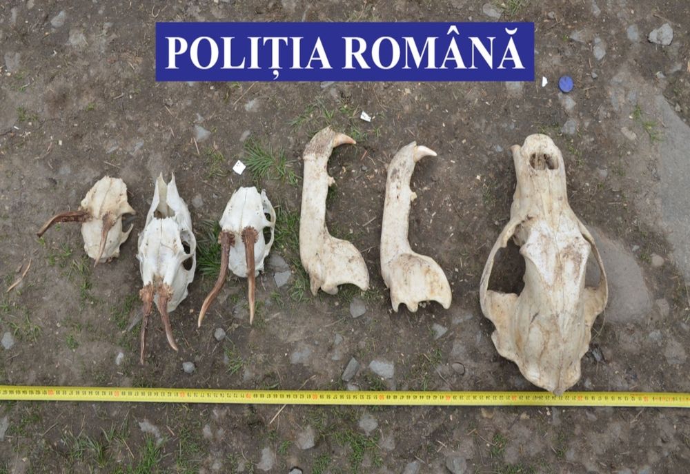 Vânător din Italia, cercetat pentru braconaj cinegetic pe fondul cinegetic de pe raza localității Stăncuța