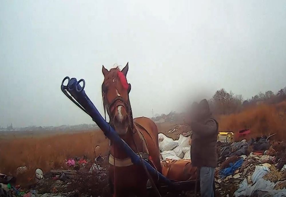 video: Căruțe confiscate de Poliția Locală Brăila