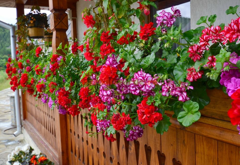 Plantele care aduc sănătate, bunăstare, fericire și iubire
