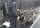Tăieri nelegale de arbori sancționate de Poliția Locală Brăila