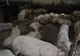 Actualizarea situației privind evoluția Pestei Porcine Africane