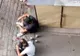 Consumul de alcool pe domeniul public este interzis! Trei brăileni au fost amendați de Poliția Locală