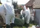 Numărul focarelor de pestă porcină africană în creștere în județul Brăila