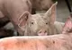 În județul Brăila mai sunt active 30 de focare de Pestă Porcină Africană