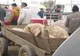 Sărbătorile de iarnă duc la creșterea furturilor de animale domestice