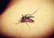 Femeie din Lanurile decedată în urma infectării cu virusul West Nile