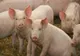 Evoluția Peste Porcine Africane în județul Brăila