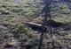 Proiectil exploziv calibrul 152 mm descoperit pe un teren de pe Șoseaua Baldovinești
