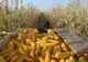 IPJ Brăila - Trei tineri au fost prinși în timp ce furau porumb