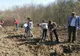 123 ha de păduri plantate în județul Brăila 