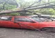 Galerie foto: Un copac s-a rupt și a căzut peste trei autoturisme aflate în parcarea unui bloc