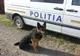 O mamă și cei 3 copii plecați de la domiciliu găsiți cu ajutorul unui câine de urmă de la IPJ Brăila