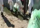 Focar de Pestă Porcină Africană în satul Voinești, comuna Măxineni