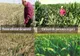 La nivelul județului Brăila s-a constituit Comisia de constatare a pagubelor la culturile agricole generate de seceta pedologică