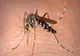 Două cazuri de infectări cu virusul West Nile confirmate în județul Brăila