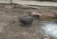 Video: Un bărbat de 67 de ani găsit carbonizat în bucătăria care a luat foc
