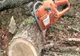 Un bărbat și doi minori depistați în flagrant de polițiștii de la Transporturi Brăila în timp ce tăiau 18 arbori din liziera de protecție CFR