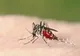 INSP: 5 cazuri cu virusul West Nile, confirmate în Brăila în 2026