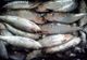 Dosar penal pentru transportul peștelui fără documente legale