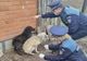Trei exemplare canine plasate de Polițiști într-un adăpost