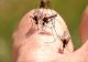 CREȘTEREA NUMĂRULUI DE ÎNȚEPĂTURI DE INSECTE ÎN SEZONUL DE PRIMĂVARĂ. CE TREBUIE SĂ ȘTIM DESPRE TRATAMENT ȘI URGENȚELE MEDICALE 