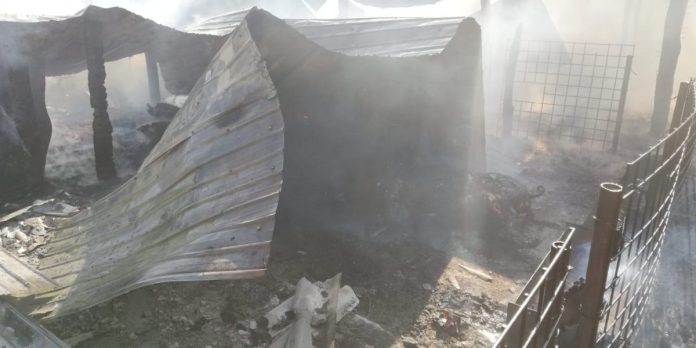 Patru viței și un porc morți într-un incendiul la o stână din localitatea Filipești