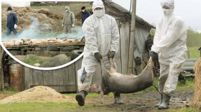 La această dată în județul Brăila mai sunt 71 de focare de Pestă Porcină Africană